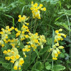 Cowslip